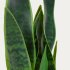 Искусственное растение Sansevieria с белым горшком 55 см